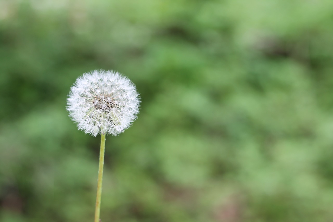 dandelion-1112399_1280