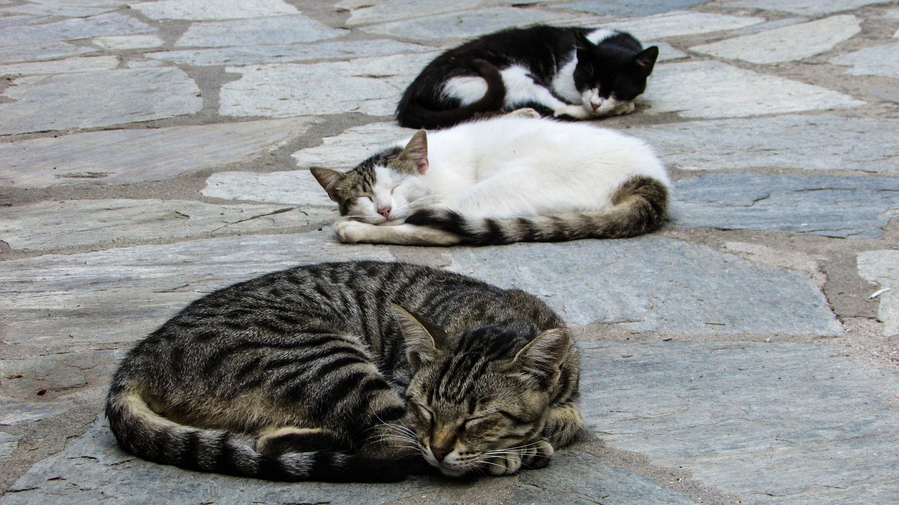 chats-qui-dorment